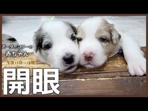 【激かわ】ボーダーコリーの子犬♪生後15日～18日目【ボーダーコリー】