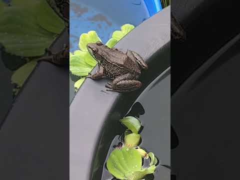 Is this a BullFrog?  Frog on outdoor tubbing! (202 4285 --- Is this a BullFrog?  Frog on outdoor tubbing! 
Don't forget to subscribe, like, comment and