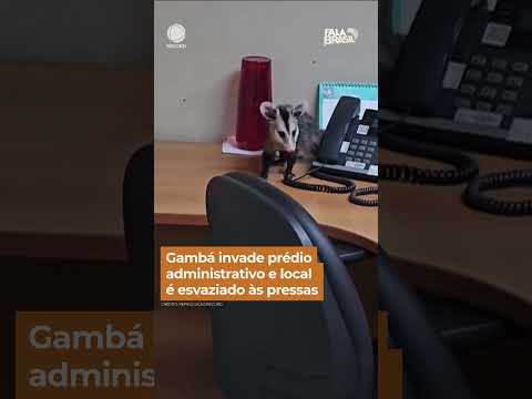 Gambá invade sala do TCE e local é esvaziado às pressas em MG #Shorts #FalaBrasil