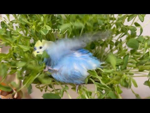 #189 ミニ 豆苗で遊ぶちくわがかわいいです セキセイインコ 男の子 4歳