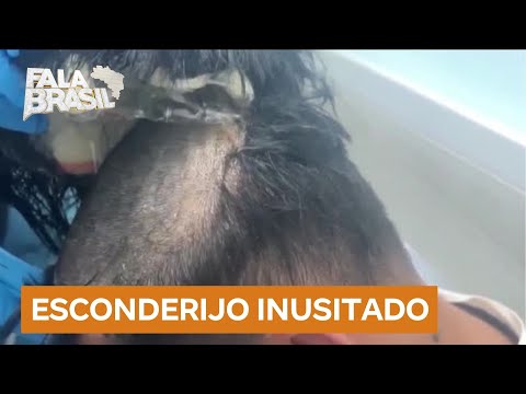 Flagrante inusitado: passageiro é preso com drogas escondidas em peruca durante voo