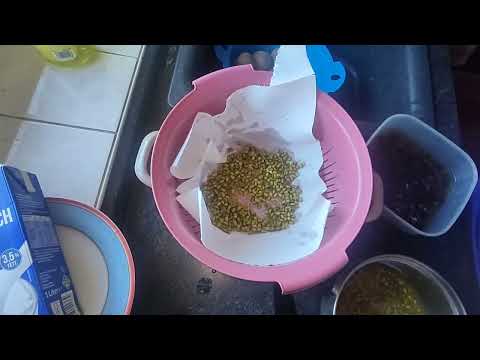 เพาะหน่อเหรียง