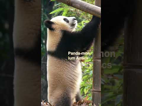 Panda-monium Antics
