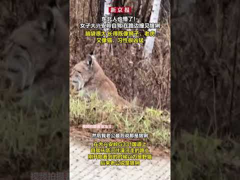 东北人也懵了!女子大兴安岭自驾 在路边撞见猞猁 脑袋很大 长得既像狮子、老虎又像猫,习性很凶猛