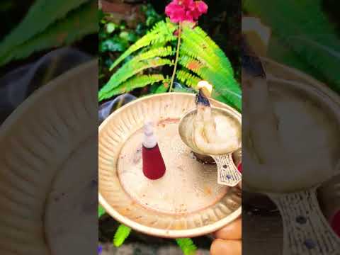 #Shorts आंवला नवमी के दिन वाला के नीचे घी का दिया जलाने से कभी धन संपदा की कमी नहीं रहेगी