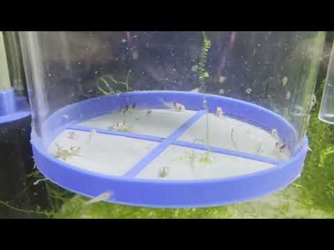 hoplisoma cw049 (formerly Corydoras cw049) 