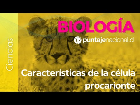 PAES | Biología | Características de la célula procarionte
