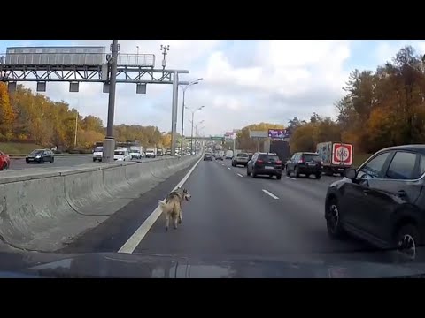 МУЖЧИНА СПАС СОБАКУ, КОТОРАЯ ВЫБЕЖАЛА НА ДОРОГУ / Dog Abandoned on a Busy Road Is Rescued
