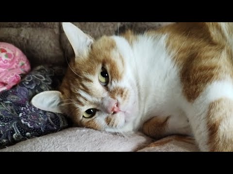 猫の動画サムネイル - ぼーちゃんがライブ配信中！　2025年5月31日