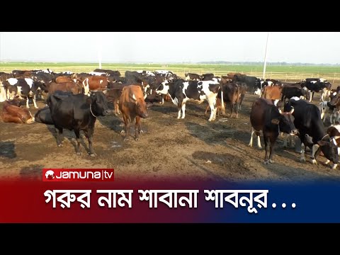 'সবানা, শাবনূর, মৌসুমি, কবরী নাম ধরে ডাকলেই সাড়া দেয় গরু' | Cow Field | Sirajganj | Jamuna TV