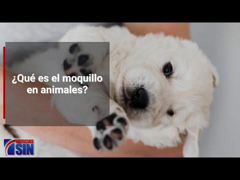 ¿Qué es el moquillo en animales?