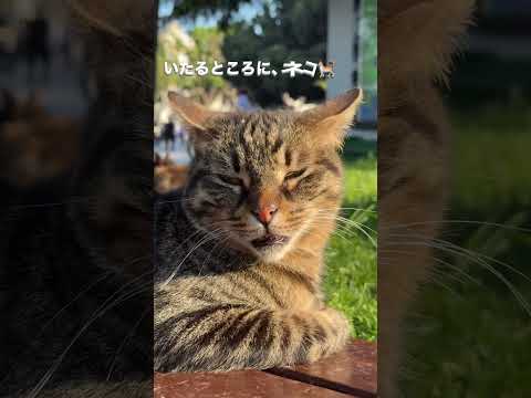 トルコに猫ちゃん達を見に行ってきたトルコ‼︎