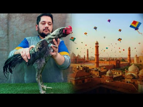Basant in lahore ka aur Murga Shamo + Drummer  ka shok Ek sath, Pakistani Aseel Hsn Entertainment 