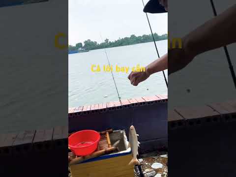 Cá lôi bay cần #fishing