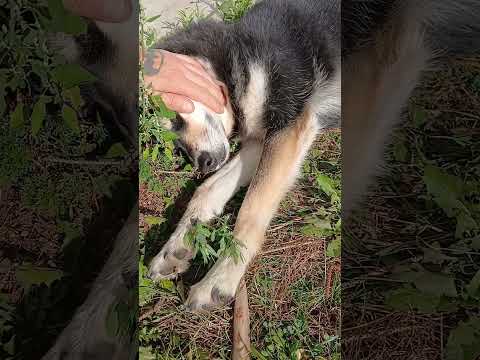 Jour #2 de notre nouvelle pensionnaire 🐕 Spicky Husky de 5 ans #dog #doglife #husky