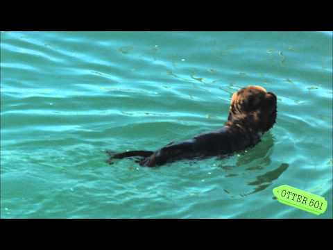 Sea Otter Pup Covers Eyes with Paws