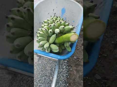 Đang hái chuối thì phát hiện tổ ong nghệ chà bá! Went to Harvest Bananas and Found a Huge Wasp Nest!