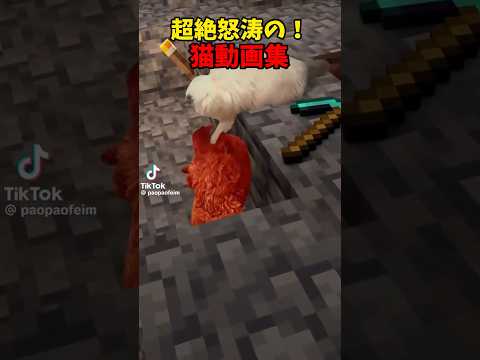 心温まる猫のかわいい瞬間を楽しもう サムネイル
