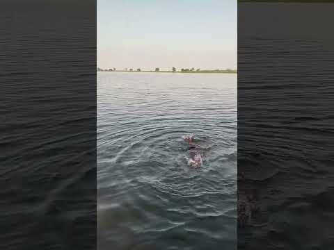 bachana wala nhi koe