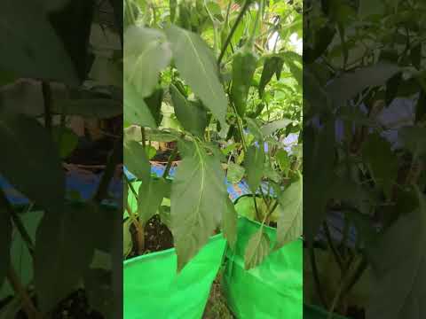 എൻ്റെ സുന്ദരികൾ 😍 @babithasanudas #trendingshorts #gardening #farming #dailyvlog #chilliplants