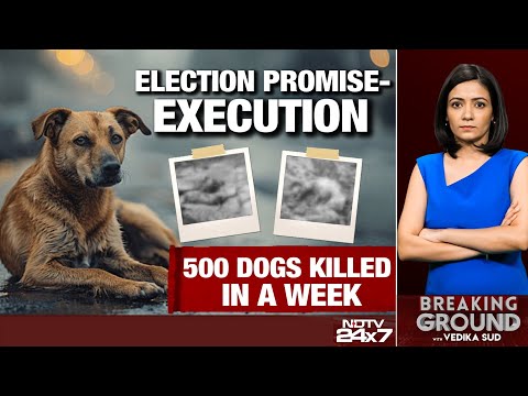 Stray Dogs Case | Supreme Court Hearing On Stray Dogs | Supreme Court Decision On Stray Dogs LIVE