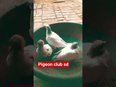 #@ghar ke bachhe #shok#viralshort#video nice baby#