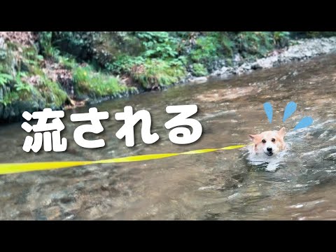 今年初の川遊びで流されそうになるコーギーがこちら【夕やけ小やけ】