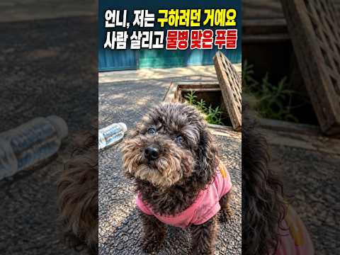 "언니, 저는 구하려던 거예요" 사람 살리고 물병 맞은 푸들 #반전 #감동 #동물 #강아지 #수지 #푸들 #은혜 #사람보다나은개 #드라마쇼츠