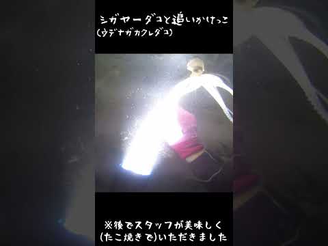 シガヤーダコって知ってる？