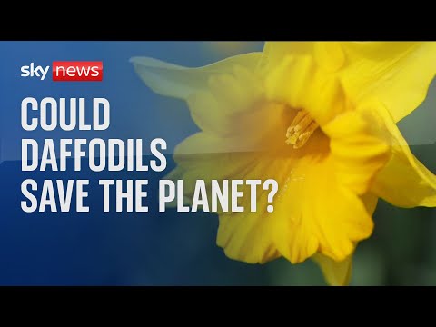 Could daffodils help solve climate change?