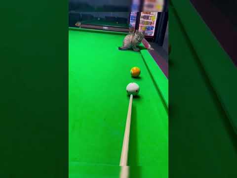 cute cat😸 #cat #funnycats #shorts