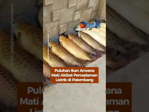 Puluhan Ikan Arwana Mati Akibat Pemadaman Listrik di Palembang #ikan #arwana #shortsvideo