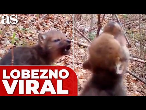 Una CÁMARA 'OCULTA' graba a un LOBEZNO de 4 SEMANAS y lo que pasa SE HA HECHO VIRAL