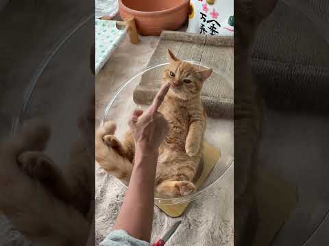 วันนี้รู้กัน #cat #funnycats #cutecat #cute #pets #แมว #kitten #แมวถังแก๊ส #funny #meow