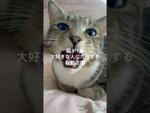 猫が一番好きな人にだけ見せる行動と保護猫のかわいい瞬間 サムネイル