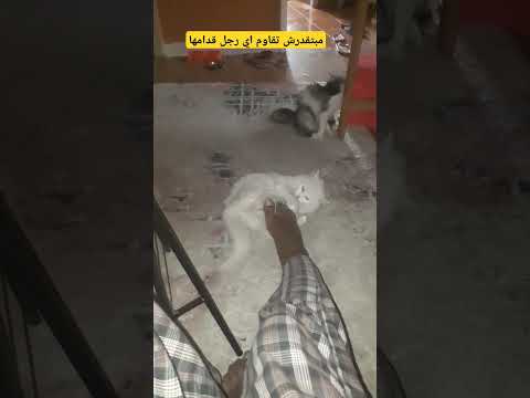 #cat #beautiful #kitten #meaw #cute #pets #animals #lovecats #cutecat #snowwhite #amrdiab