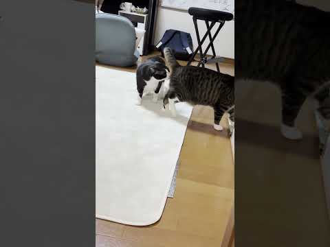 猫の動画サムネイル - 酸素、酸素、酸素がほしい