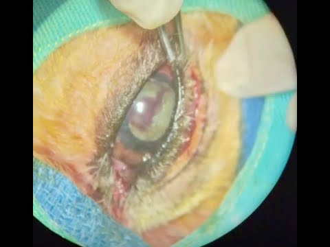 Enucleação em cão com tumor intraocular