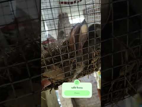 #bhojpuri #rabbit #love #haryanvisong