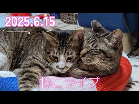 【なかよし兄弟】ガーちゃん&ゴマちゃんライブ 2025.6.15 生配信【リキちゃんねる・猫LIVE】