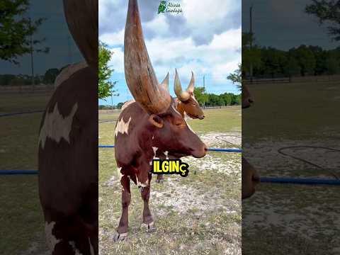 Bu İneklerin Boynuzları Neden 3 Metre? Şaşırtıcı Sebebi Öğrenince Çok Şaşıracaksınız!#hayvanlar