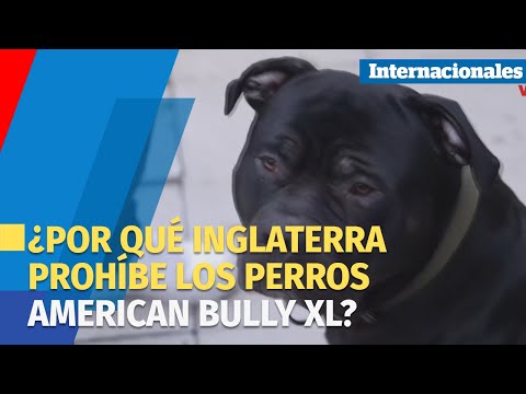 ¿Por qué Inglaterra prohíbe los perros american bully XL?