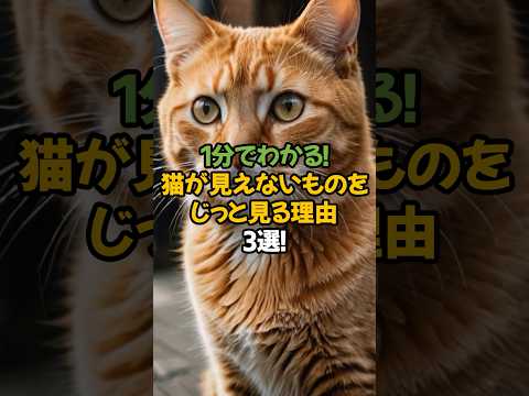 【不思議】猫が見えないものをじっと見つめる理由3選!🐾1分で解説!