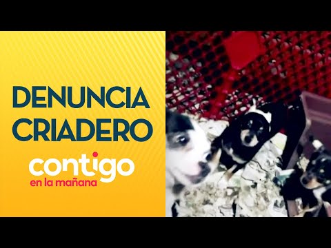 ENCERRADOS Y SIN ALIMENTO: Denuncian criadero de mascotas en mal estado - Contigo en La Mañana