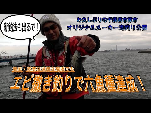 市原海釣り公園で過酷すぎたエビ撒き釣り！