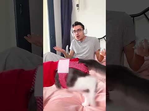 CRAZY CAT 😂 #shorts