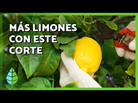 No podes tu limonero sin ver esto: el truco para que dé muchos más limones🍋✨