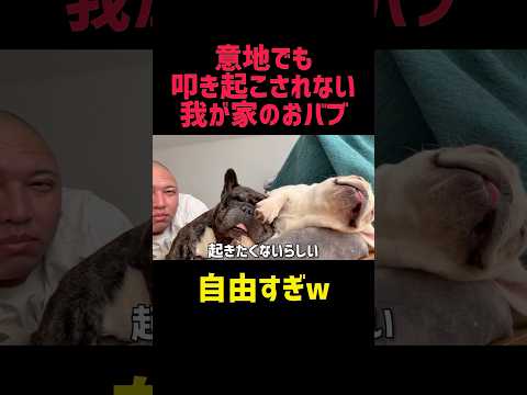 絶対に叩き起こされない奴#フレンチブルドッグ #犬動画 #犬のいる暮らし #モーニングルーティン #寝坊犬 #朝弱い犬 #愛犬 #癒し犬 #犬の日常