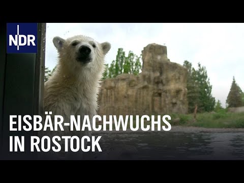 Das erste Jahr der Eisbären-Zwillinge | Die Nordreportage | NDR Doku