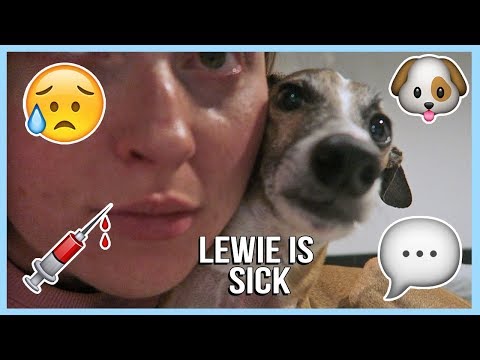 WHAT HAPPENED TO LEWIE ? Vlog 616